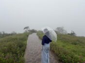 beyond the mist