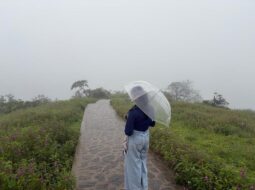 beyond the mist