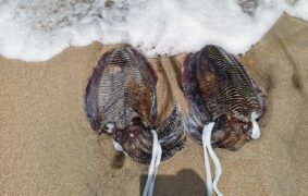 Oman records 14,012 tonnes of squid landing