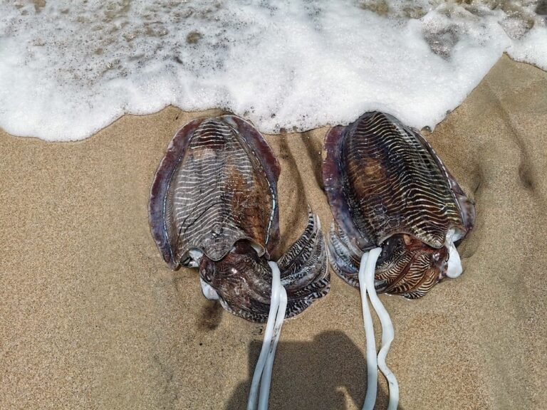 Oman records 14,012 tonnes of squid landing
