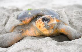 Tourist faces legal action after disturbing turtles at Ras Al Hadd