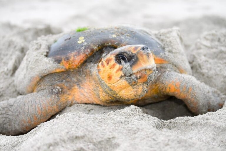 Tourist faces legal action after disturbing turtles at Ras Al Hadd
