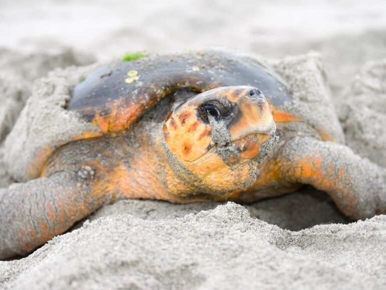 Tourist faces legal action after disturbing turtles at Ras Al Hadd