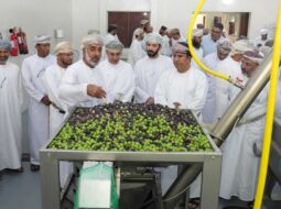 New olive press boosts farmers in Jabal Akhdar