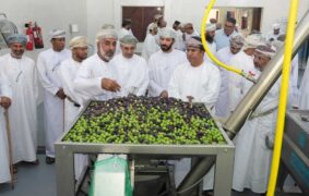 New olive press boosts farmers in Jabal Akhdar