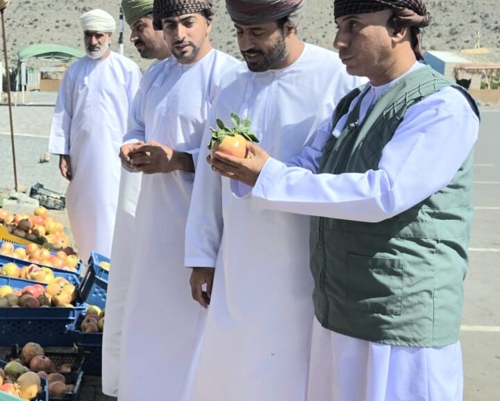 Consumer checks step up during Jabal Akhdar Pomegranate Festival