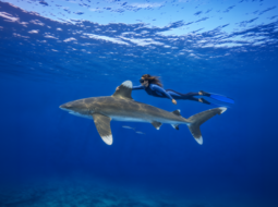 Freediver with Oceanic whitetip shark wide