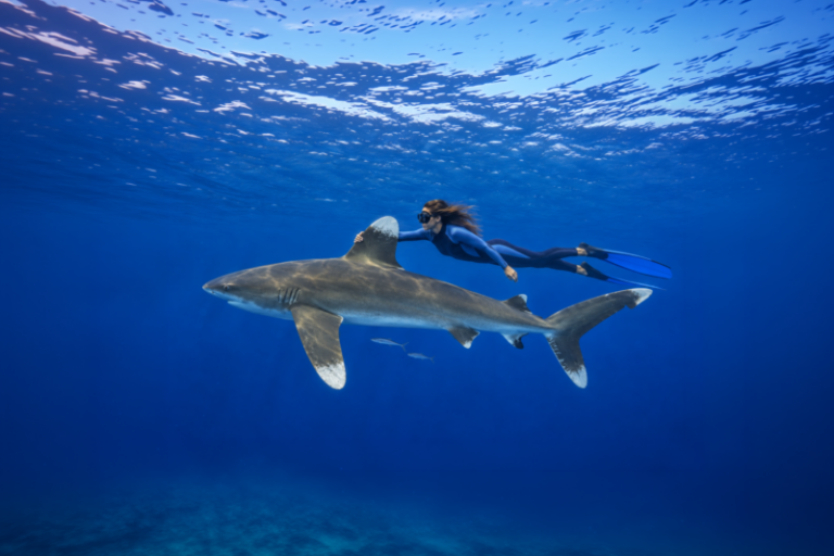 Freediver with Oceanic whitetip shark wide