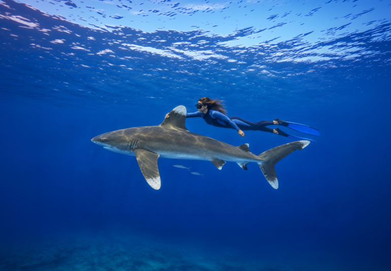 Freediver with Oceanic whitetip shark wide