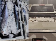 Authorities seize 500kg of kingfish intended for illegal export