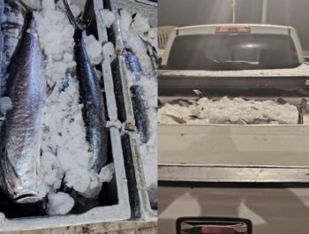 Authorities seize 500kg of kingfish intended for illegal export