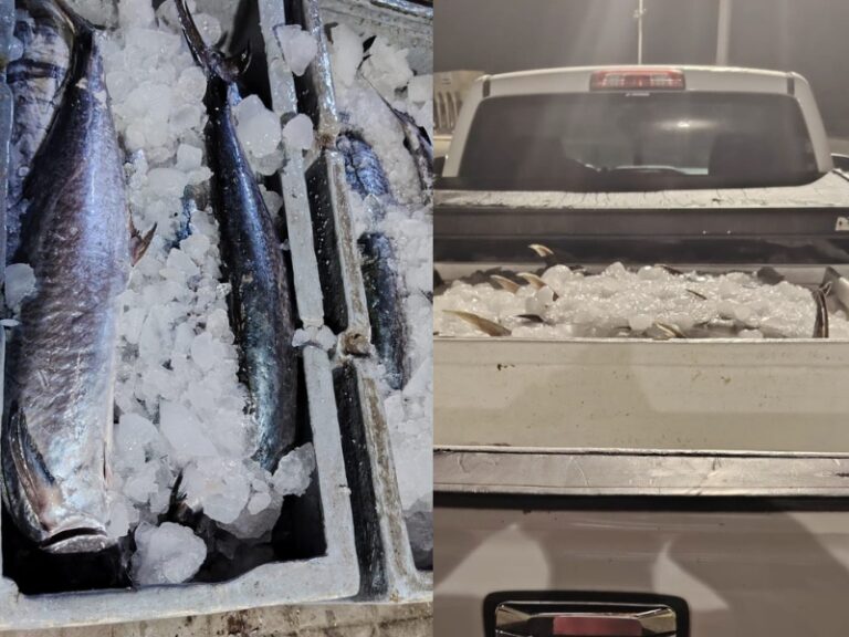 Authorities seize 500kg of kingfish intended for illegal export