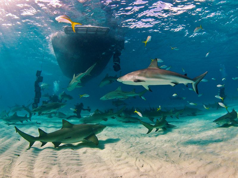 bahamas shark diving