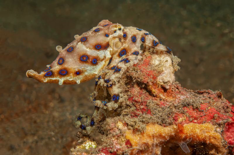 Blue ringed octopus