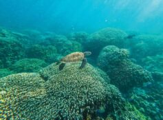 EA takes green ambitions to COP31 in Türkiye