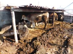 Dhofar Municipality urge owners to remove illegal sheds within 14 days