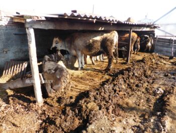 Dhofar Municipality urge owners to remove illegal sheds within 14 days
