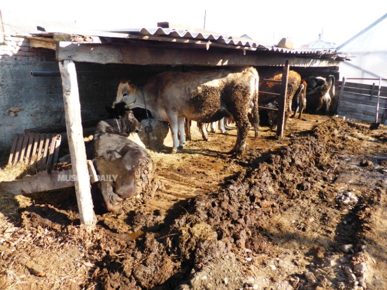 Dhofar Municipality urge owners to remove illegal sheds within 14 days