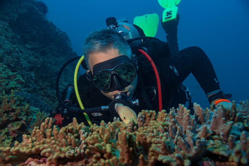 diver with grey moray eel