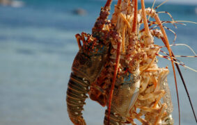 Lobster season opens in Oman