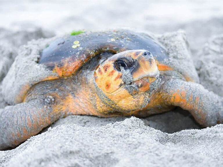 Ras Al Hadd Turtle Reserve turtle disturbance