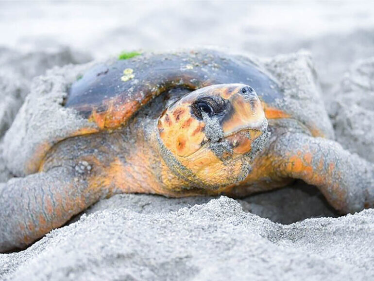 Ras Al Hadd Turtle Reserve turtle disturbance