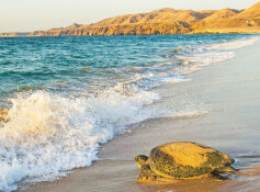 Turtle nesting sites in Oman