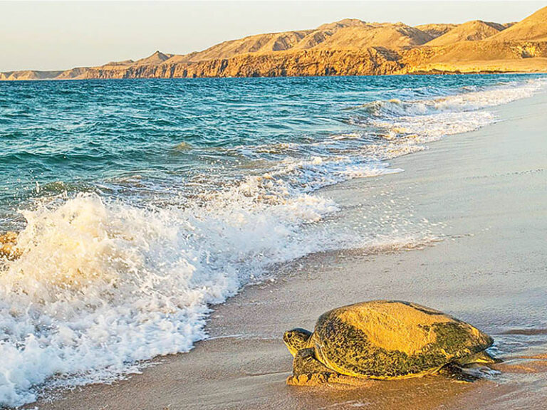 Turtle nesting sites in Oman