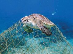 400kg of abandoned fishing nets removed from Barka waters