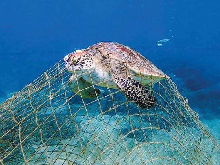 400kg of abandoned fishing nets removed from Barka waters