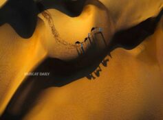Omani secures first place in Sharjah Photography Competition