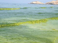 Research sheds light on harmful algal blooms along Oman’s northern coast