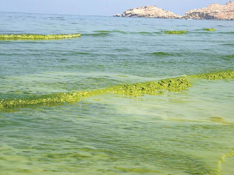 Research sheds light on harmful algal blooms along Oman’s northern coast