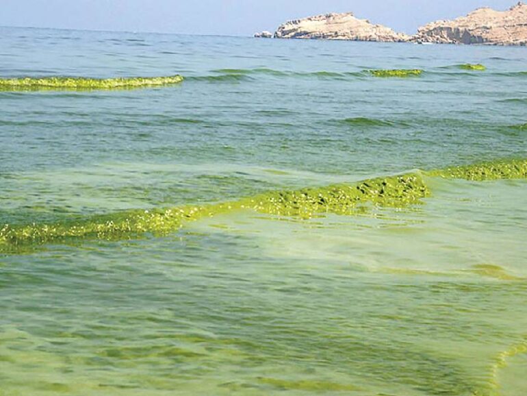 Research sheds light on harmful algal blooms along Oman’s northern coast