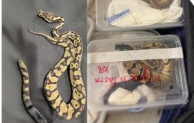 Smuggled royal pythons seized at Muscat International Airport