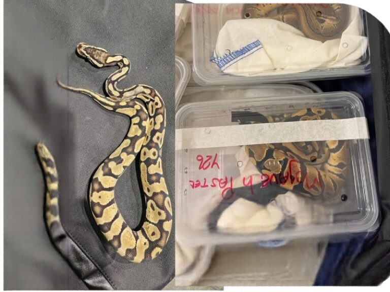 Smuggled royal pythons seized at Muscat International Airport