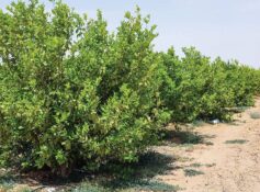 Treated wastewater shows promise for Oman’s farms