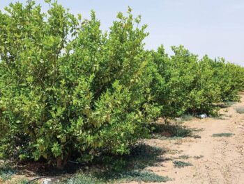Treated wastewater shows promise for Oman’s farms
