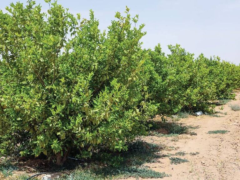 Treated wastewater shows promise for Oman’s farms