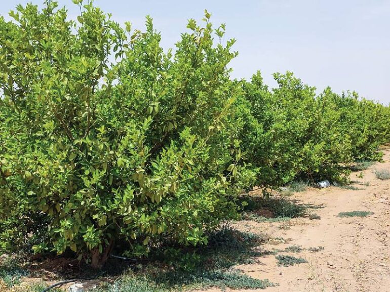 Treated wastewater shows promise for Oman’s farms