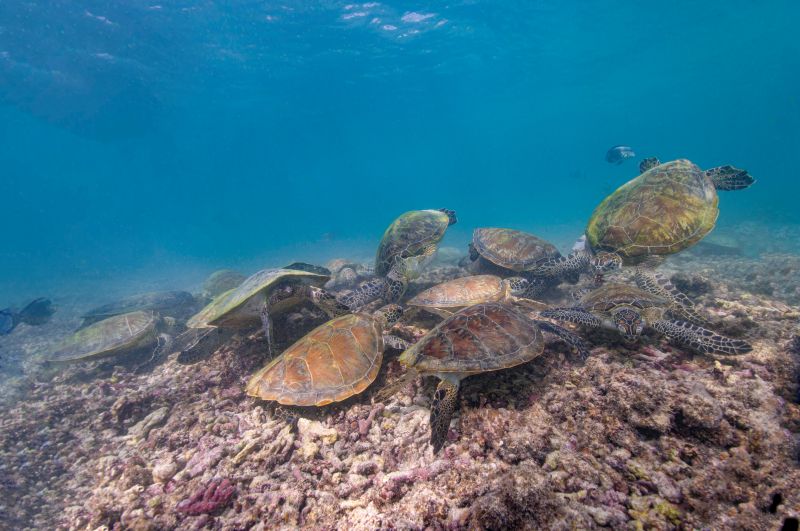 turtle aggregation