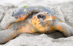 Turtle disturbance lands two foreigners in court